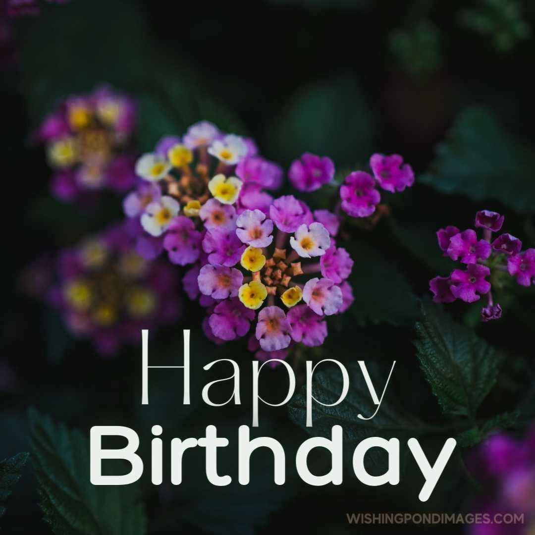Purple lantana flowers in the forest. Happy Birthday Purple Flower Images